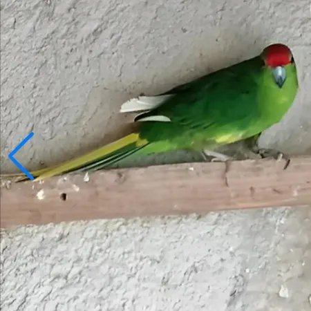 B&B Hotes Les Oiseaux 3*