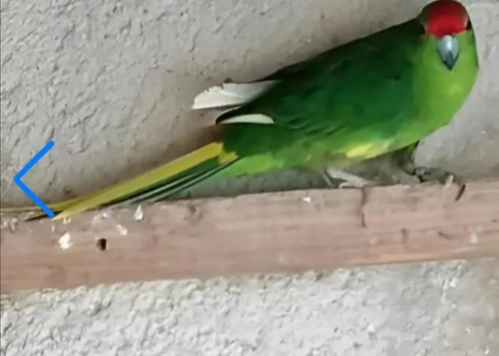 Frühstückspension Hotes Les Oiseaux 3*